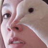 Dada Dove